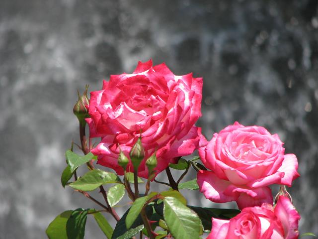 f0099535_0585125.jpg