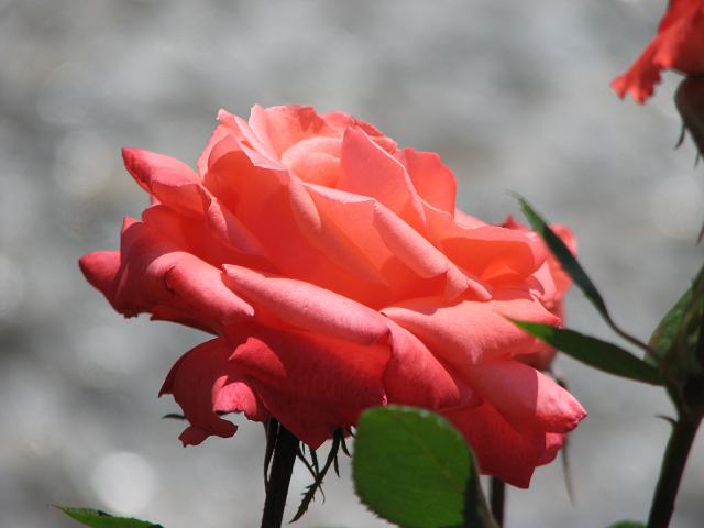 f0099535_058756.jpg
