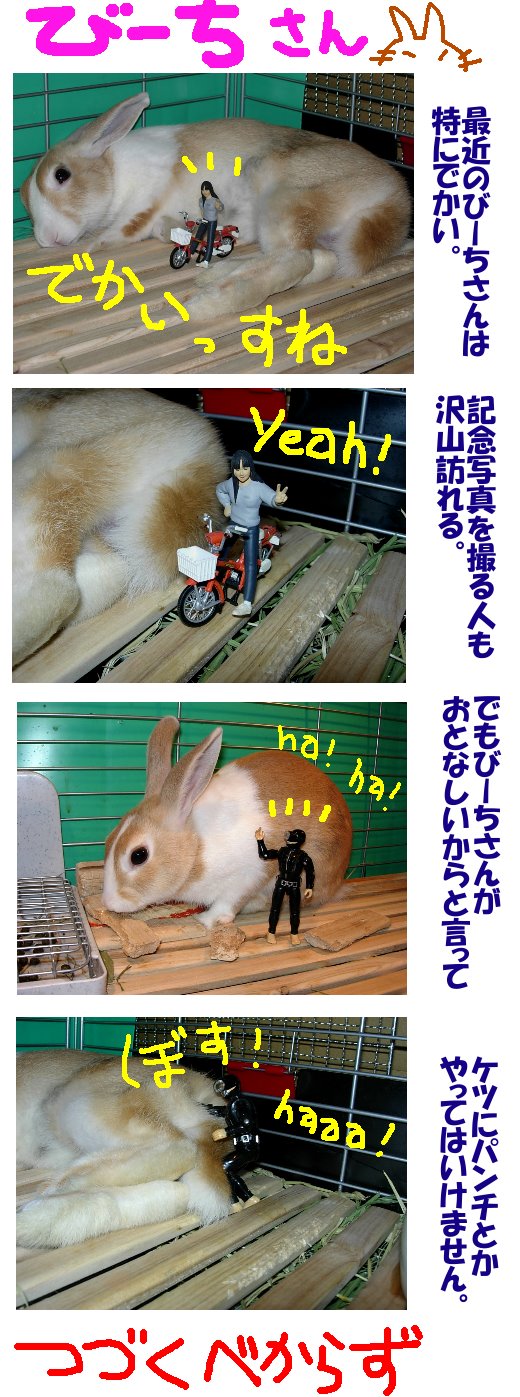 ミニうさぎは小さいとは限らない びーち はうす ミニうさぎは小さいとは限らない びーち はうす