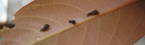 c0042548_18392484.gif