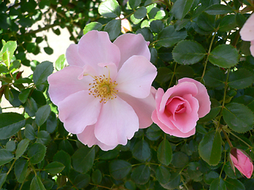 c0069048_22274598.jpg
