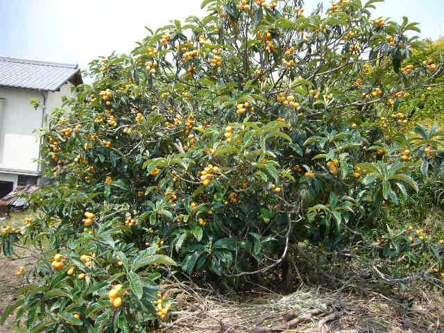 f0093563_118245.jpg