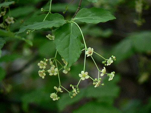 ツリバナ 吊花 ニシキギ科 野に咲く北国の花