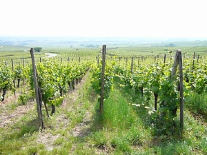 f0036481_610241.jpg