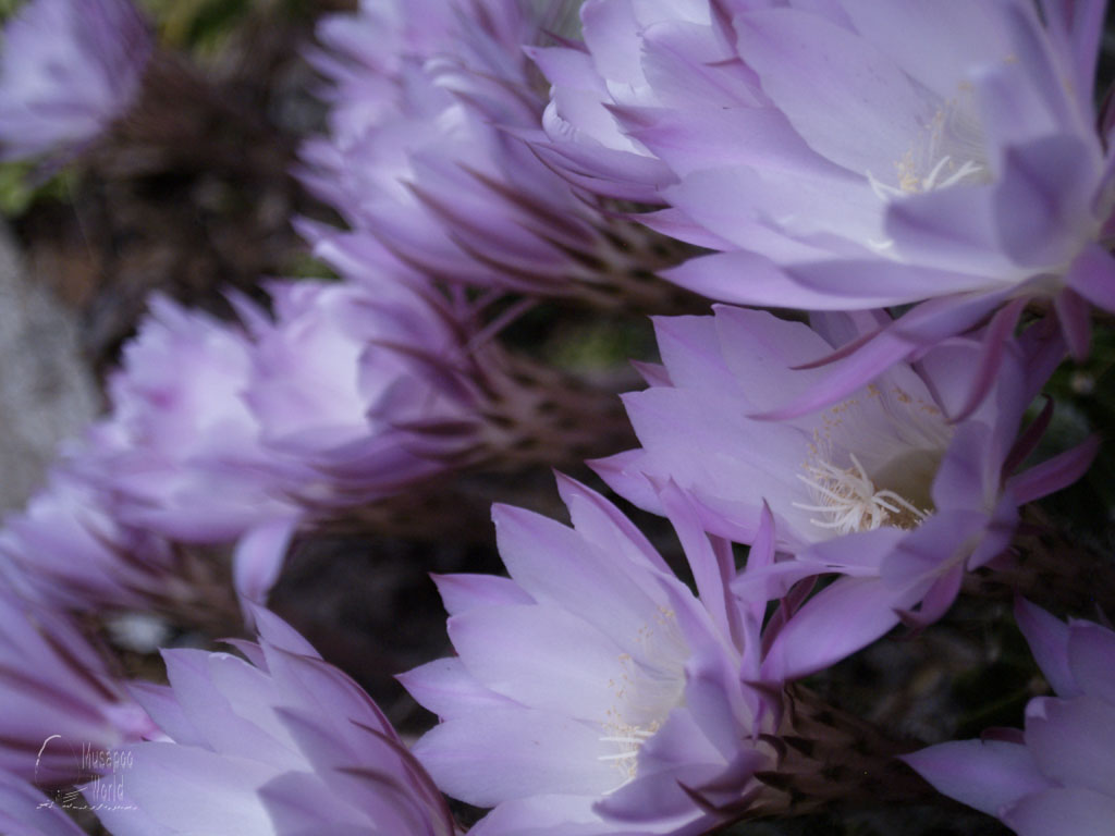 サボテンの花が咲いた_b0064396_19512075.jpg