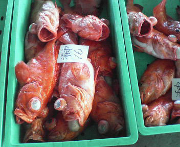 d0071596_21323356.jpg