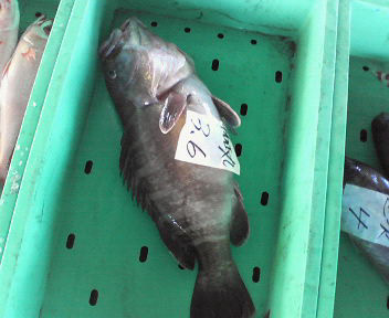 d0071596_2133999.jpg