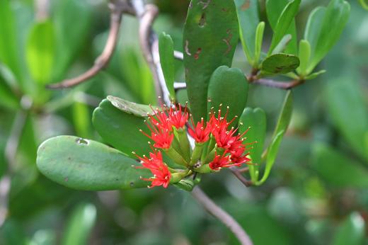 マングローブ林の周辺の花 えるだま 世界の国から マングローブ林の周辺の花 えるだま 世界の国から