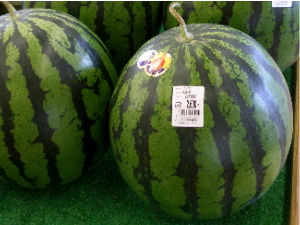 犀川米の買出しへ_c0036203_19205318.jpg