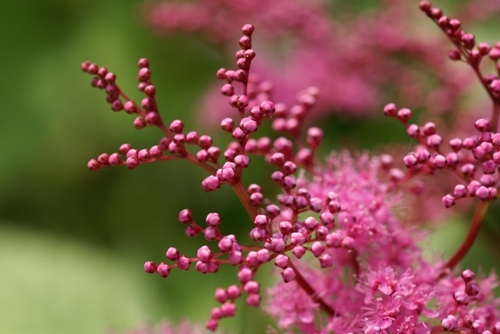 c0042418_13234095.jpg