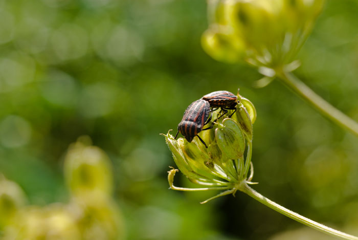 SMC MACRO-TAKUMAR 50mm F4_e0051018_15224770.jpg