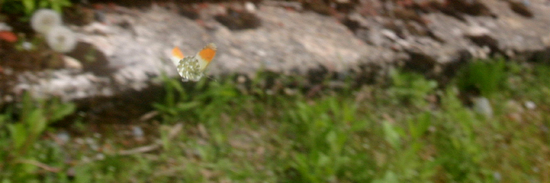 d0054625_2304354.jpg