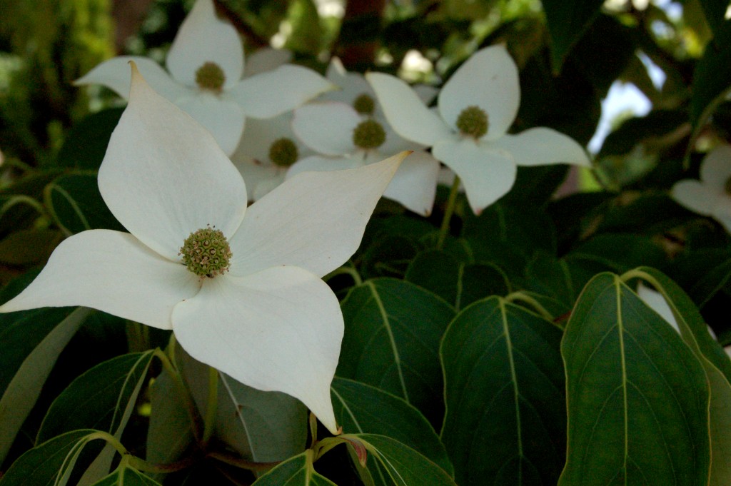 フラワーセンター大船植物園／屋外編_e0107030_20115334.jpg