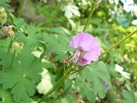 フウロソウ咲く_f0019247_23301977.jpg