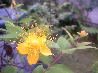 山吹の花ではなくヒペリカム カリシナム オトギリソウ科 が咲きました 楽スタイル Rakustyle