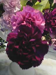 FLOWER展_d0069964_10452174.jpg