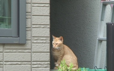 関西弁の猫でんねん。_d0083265_2151239.jpg