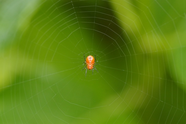 小さな赤い蜘蛛 ヒメグモの一種 虫愛づる記録