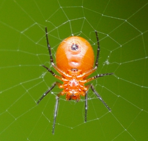 小さな赤い蜘蛛 ヒメグモの一種 虫愛づる記録