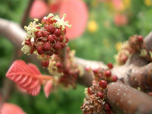 オオバベニガシワ(大葉紅柏、大葉紅槲)_c0085874_2119401.jpg