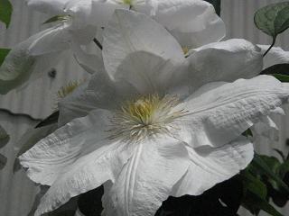 c0077283_1637244.jpg