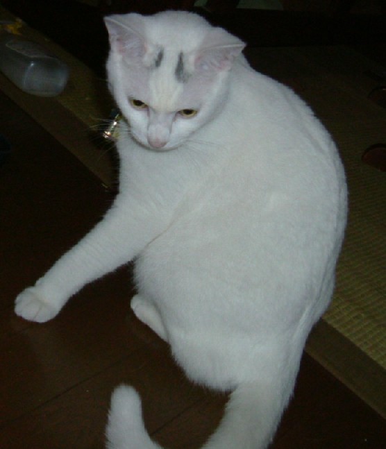 e0118096_1485160.jpg
