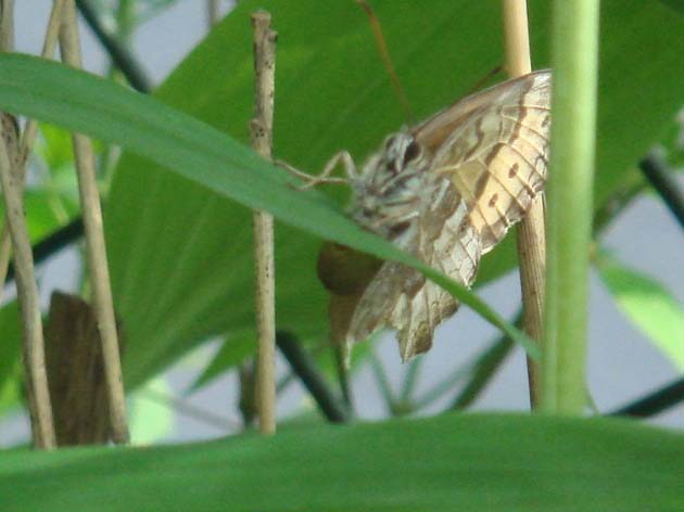 昆虫ブログ むし探検広場 昆虫ブログ むし探検広場