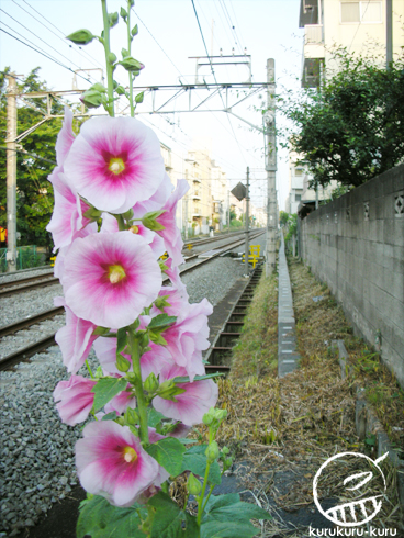 午前05：30に咲く花に_f0033809_5595021.jpg