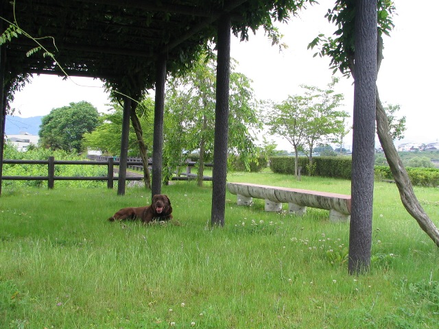 河川敷公園_d0081210_21251158.jpg