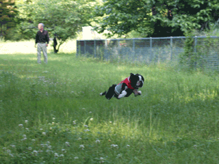 e0080117_9183796.gif