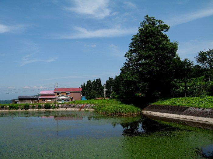 東北夏祭り編(23)：四ヶ村の巨木(06.8)_c0051620_21384274.jpg