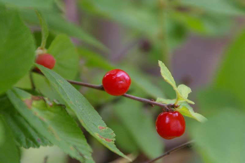 山桜桃の実_d0018223_740012.jpg