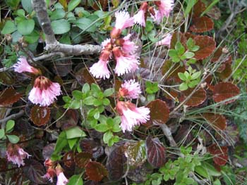 九重の平治岳　　ミヤマキリシマ花見登山（その一）_e0110940_22451464.jpg