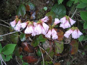 九重の平治岳　　ミヤマキリシマ花見登山（その一）_e0110940_22453242.jpg