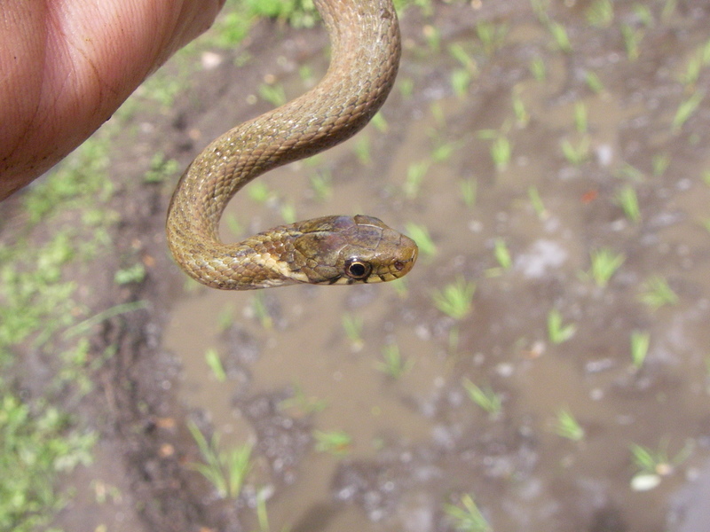 生き物たち_c0066942_22205075.jpg