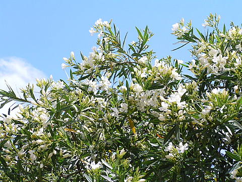 夾竹桃、泰山木、オリーブ、花槇、ビンク松葉菊、花鶴草、_c0051143_23242452.jpg