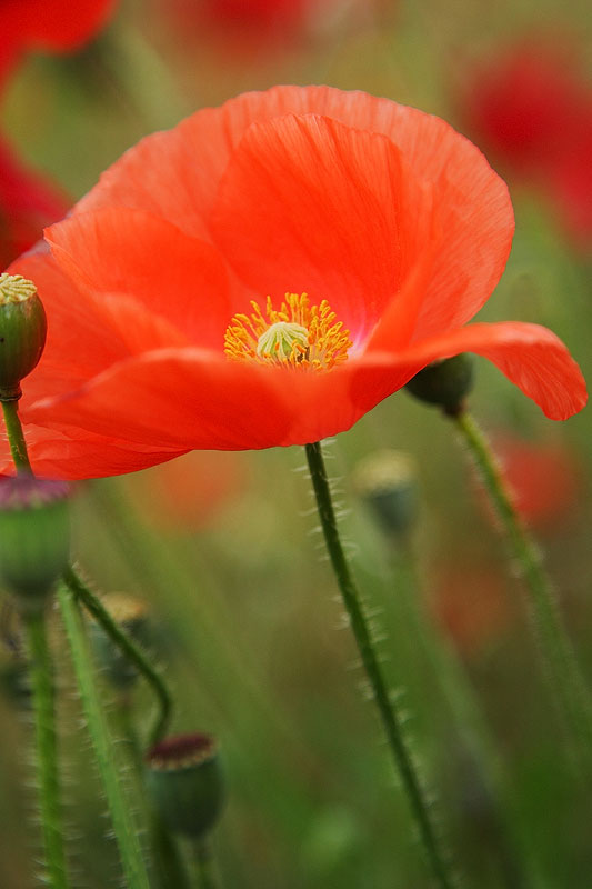 A POPPY_c0101558_23113688.jpg