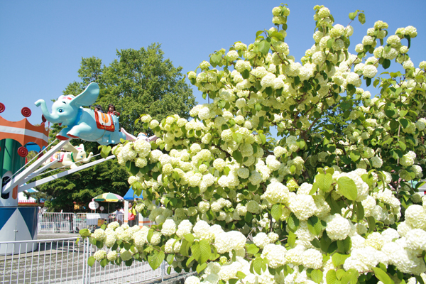 円山動物園「キッドランド」_b0103470_2110994.jpg