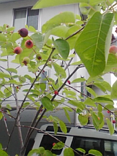 berry!berry!berry!_d0001070_15285635.jpg