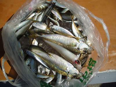 6月3日の釣果_a0077071_17304019.jpg
