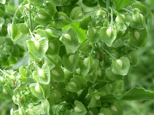 コノテガシワ ギシギシ クワ 花と葉っぱ