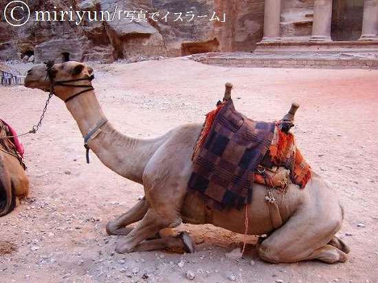 ラクダの立ち方・座り方 : 写真でイスラーム
