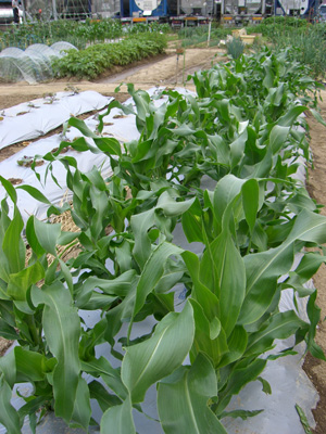 野菜の成長を感じる季節到来！_f0070493_2323225.jpg