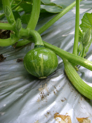 野菜の成長を感じる季節到来！_f0070493_2323847.jpg