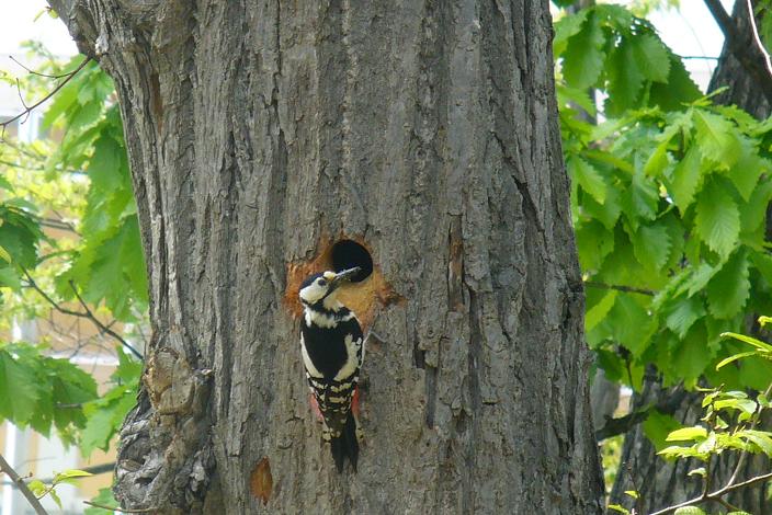 続：小樽公園散策・・・偶然バード・ウォッチング？_a0100204_19573390.jpg