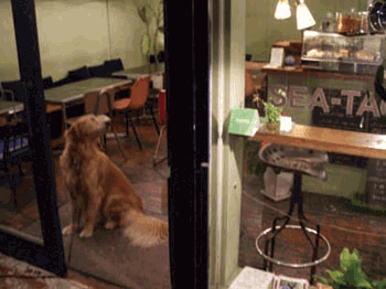 b0081010_2149427.gif