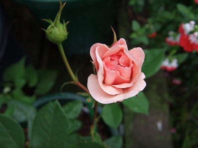 b0107310_20145793.jpg