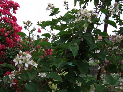 b0107310_20471243.jpg