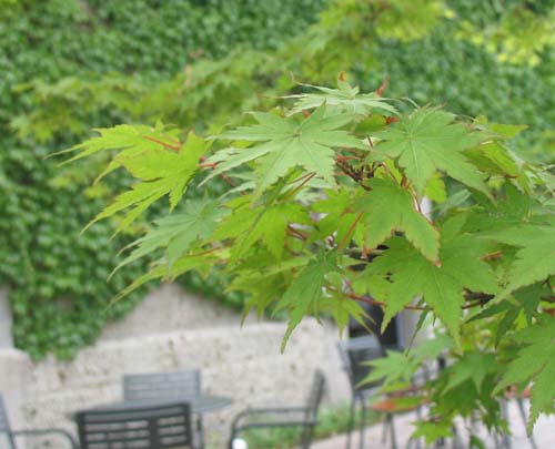 d0080118_1737171.jpg