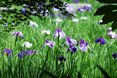 花菖蒲（Iris ensata） - 明月院 -_b0093820_16533041.jpg